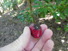 Phaleria clerodendron