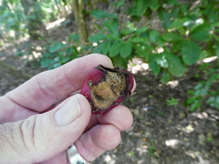 Phaleria clerodendron