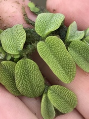 Salvinia natans