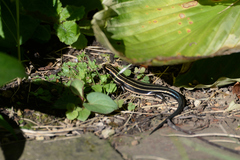 Plestiodon finitimus