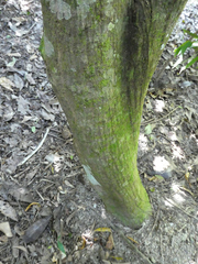 Phaleria clerodendron