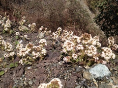 Petasites tricholobus