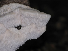 Dentipellis fragilis