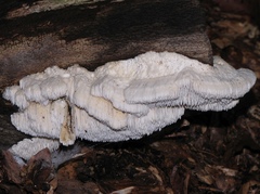 Dentipellis fragilis