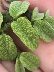 Salvinia natans