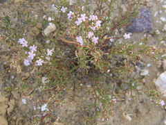 Limonium dregeanum
