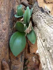 Haemanthus humilis hirsutus