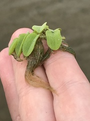 Salvinia natans