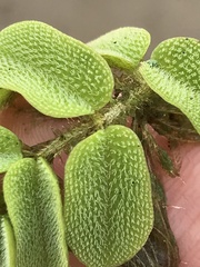 Salvinia natans