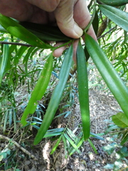 Podocarpus grayae