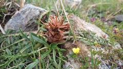 Centaurea borjae