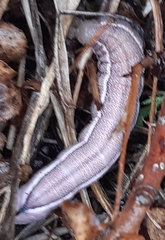 Macroglossum stellatarum