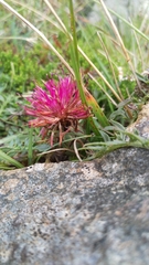 Centaurea borjae