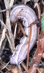 Macroglossum stellatarum