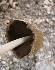 Coprinellus truncorum