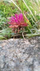 Centaurea borjae
