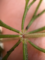 Ceratophyllum demersum