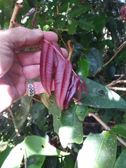 Syzygium wilsonii