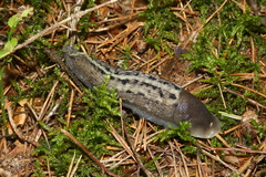 Limax cinereoniger