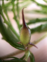 Ceratophyllum demersum