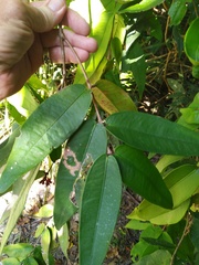 Syzygium wilsonii