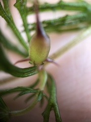 Ceratophyllum demersum