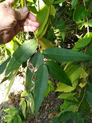 Syzygium wilsonii