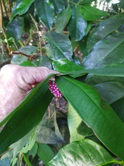 Syzygium wilsonii