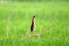 Ixobrychus eurhythmus