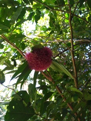 Syzygium wilsonii