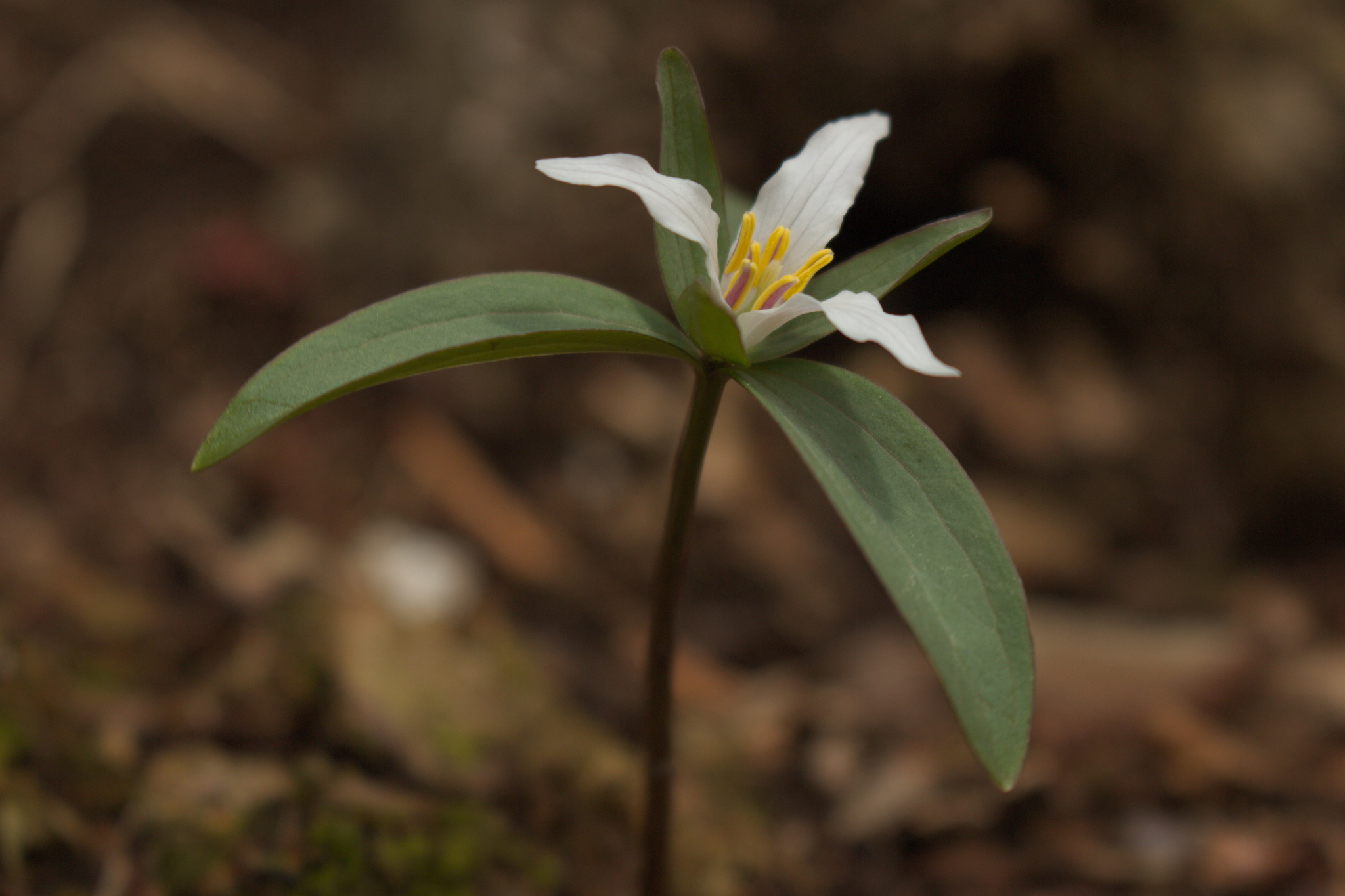 Trillium pusillum var. virginianum