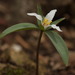 Trillium pusillum virginianum - Photo (c) Daniel McClosky, algunos derechos reservados (CC BY), subido por Daniel McClosky