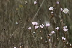 Armeria macrophylla