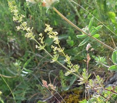 Galium lucidum
