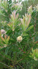 Leucadendron conicum
