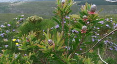 Leucadendron conicum