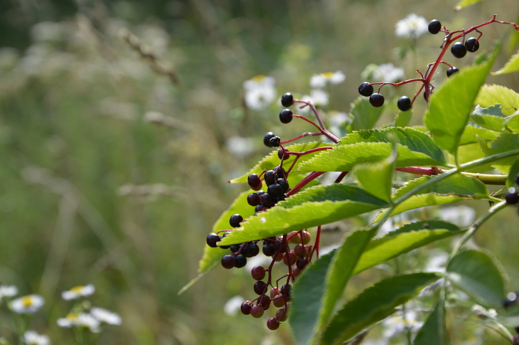 Sambucus nigra