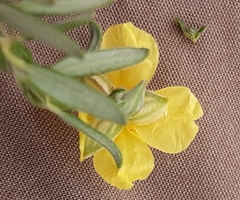 Helianthemum nummularium