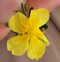 Helianthemum nummularium