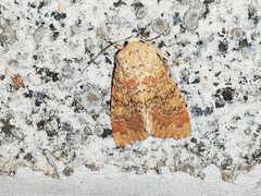 Polymixis argillaceago