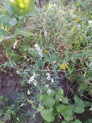 Vicia biennis