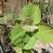 Dombeya rotundifolia rotundifolia - Photo (c) Andrew Hankey,  זכויות יוצרים חלקיות (CC BY-SA), הועלה על ידי Andrew Hankey