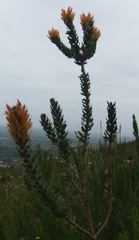 Mimetes pauciflorus