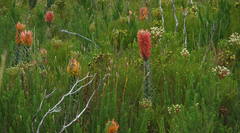 Mimetes pauciflorus