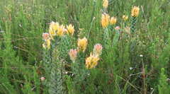 Mimetes pauciflorus