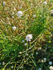Cephalaria transsylvanica