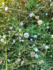 Cephalaria transsylvanica
