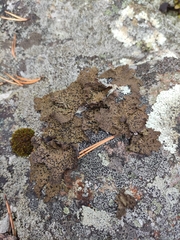 Umbilicaria hyperborea hyperborea