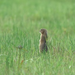 Urocitellus undulatus