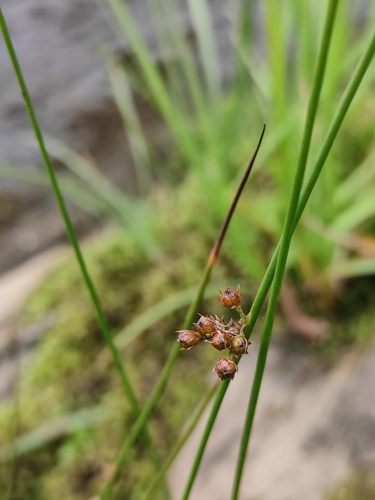 Juncus filiformis iNat (1)
